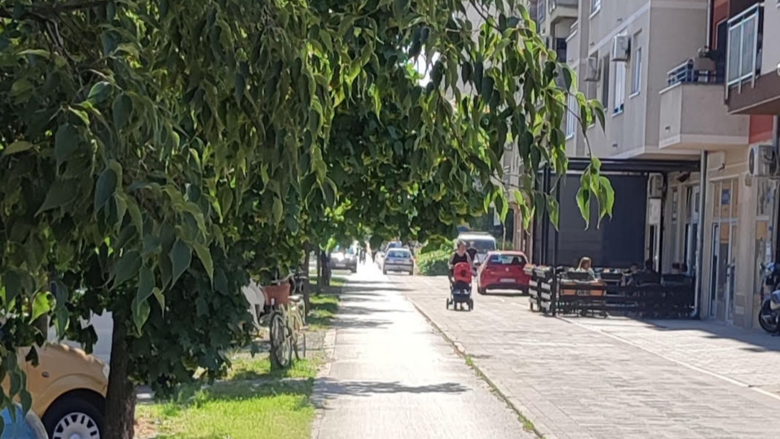 Niske grane na Bul. patrijarha Pavla