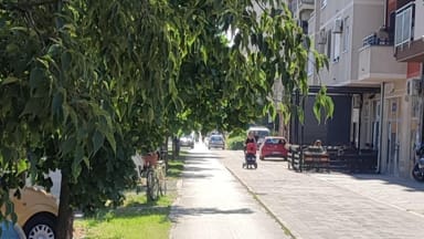 Niske grane na Bul. patrijarha Pavla